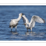 Spatule blanchePlatalea leucorodia - Eurasian Spoonbill