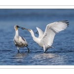 Spatule blanchePlatalea leucorodia - Eurasian Spoonbill