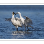 Spatule blanche
Platalea leucorodia - Eurasian Spoonbill