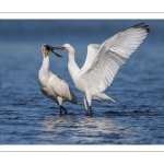 Spatule blanche
Platalea leucorodia - Eurasian Spoonbill