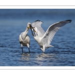 Spatule blanchePlatalea leucorodia - Eurasian Spoonbill