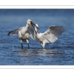 Spatule blanche
Platalea leucorodia - Eurasian Spoonbill