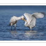 Spatule blanche
Platalea leucorodia - Eurasian Spoonbill