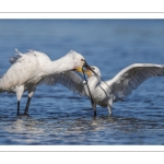 Spatule blanche
Platalea leucorodia - Eurasian Spoonbill