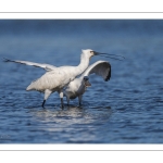 Spatule blanche
Platalea leucorodia - Eurasian Spoonbill