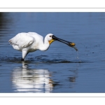 Les Spatules blanches (Platalea leucorodia - Eurasian Spoonbill) à la pêche