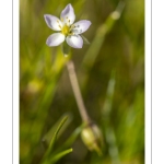 Spergulaire marine (Spergularia marina, Spergularia salina, Spergula marina, Spergula salina)