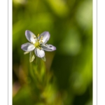 Spergulaire marine (Spergularia marina, Spergularia salina, Spergula marina, Spergula salina)