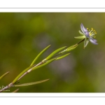 Spergulaire marine (Spergularia marina, Spergularia salina, Spergula marina, Spergula salina)