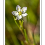 Spergulaire marine (Spergularia marina, Spergularia salina, Spergula marina, Spergula salina)