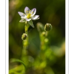 Spergulaire marine (Spergularia marina, Spergularia salina, Spergula marina, Spergula salina)