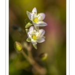 Spergulaire marine (Spergularia marina, Spergularia salina, Spergula marina, Spergula salina)