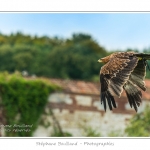 St-Riquier-Medievale-Oiseaux_0030-border