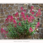 Saint_Valery_25_05_2015_003-border