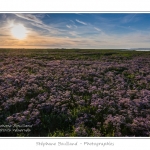 Saison : Ã©tÃ© - Lieu : Cap Hornu, Saint-Valery-sur-Somme, Baie de Somme, Somme, Picardie, France.