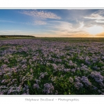 Saison : Ã©tÃ© - Lieu : Cap Hornu, Saint-Valery-sur-Somme, Baie de Somme, Somme, Picardie, France.