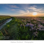 Saison : Ã©tÃ© - Lieu : Cap Hornu, Saint-Valery-sur-Somme, Baie de Somme, Somme, Picardie, France.