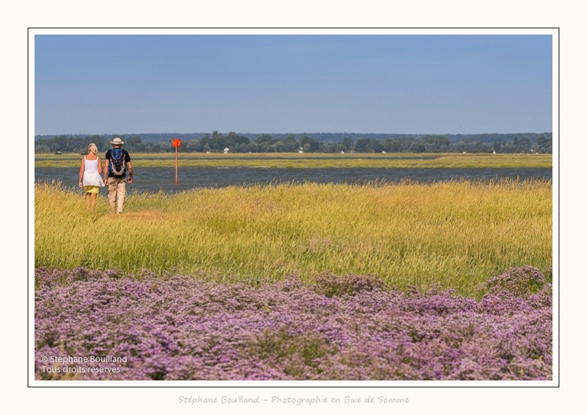 Lilas_de_mer_Cap_Hornu_25_07_2016_016-border
