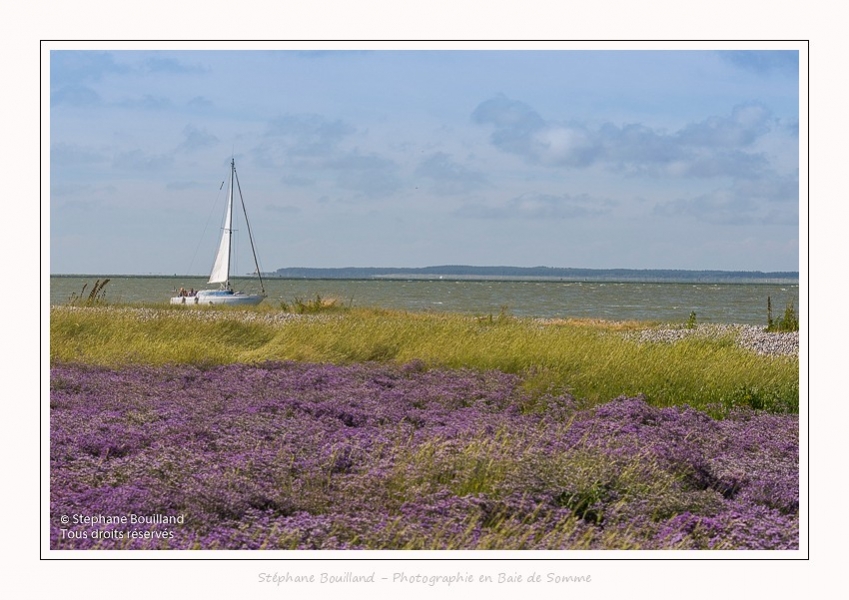 Lilas_de_mer_Cap_Hornu_25_07_2016_036-border