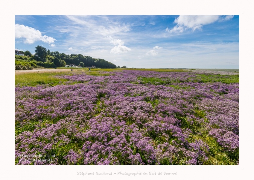 Lilas_de_mer_Cap_Hornu_25_07_2016_063-border