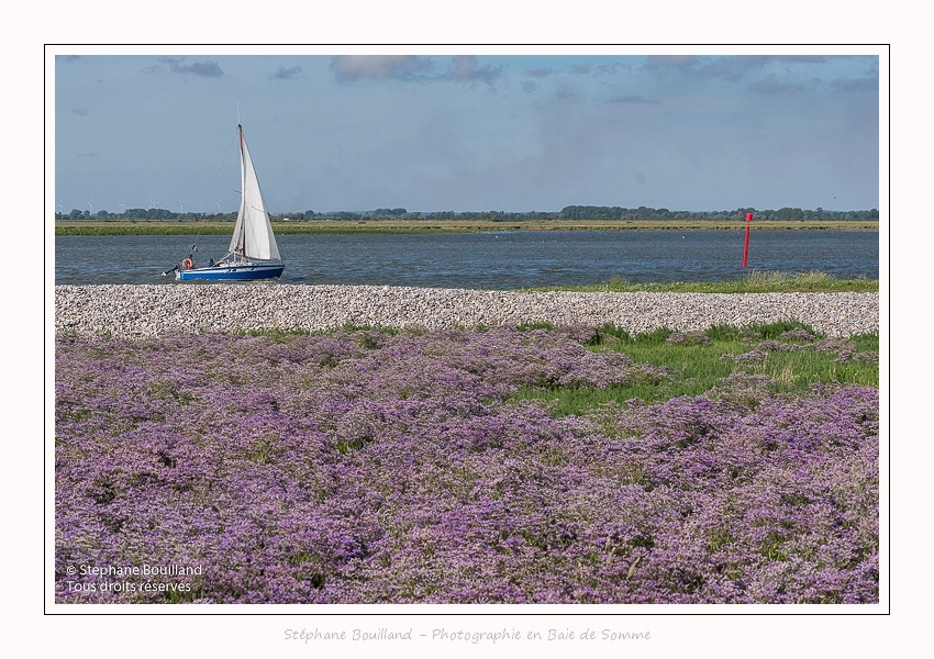 Lilas_de_mer_Cap_Hornu_25_07_2016_077-border