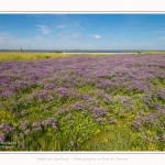 Lilas_de_mer_Cap_Hornu_25_07_2016_002-border