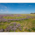 Lilas_de_mer_Cap_Hornu_25_07_2016_005-border