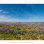 Lilas_de_mer_Cap_Hornu_25_07_2016_006-border