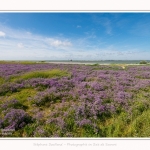 Lilas_de_mer_Cap_Hornu_25_07_2016_010-border