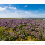 Lilas_de_mer_Cap_Hornu_25_07_2016_012-border