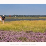 Lilas_de_mer_Cap_Hornu_25_07_2016_016-border