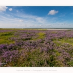 Lilas_de_mer_Cap_Hornu_25_07_2016_020-border