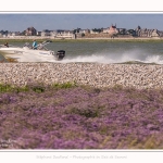 Lilas_de_mer_Cap_Hornu_25_07_2016_021-border