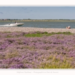 Lilas_de_mer_Cap_Hornu_25_07_2016_023-border