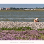 Lilas_de_mer_Cap_Hornu_25_07_2016_024-border