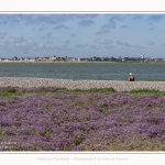 Lilas_de_mer_Cap_Hornu_25_07_2016_025-border