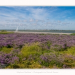 Lilas_de_mer_Cap_Hornu_25_07_2016_031-border