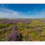 Lilas_de_mer_Cap_Hornu_25_07_2016_034-border