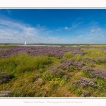 Lilas_de_mer_Cap_Hornu_25_07_2016_035-border