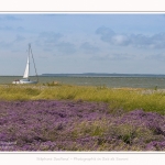 Lilas_de_mer_Cap_Hornu_25_07_2016_036-border