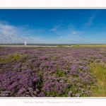 Lilas_de_mer_Cap_Hornu_25_07_2016_038-border