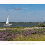Lilas_de_mer_Cap_Hornu_25_07_2016_048-border