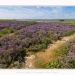 Lilas_de_mer_Cap_Hornu_25_07_2016_049-border