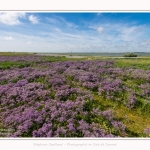 Lilas_de_mer_Cap_Hornu_25_07_2016_051-border