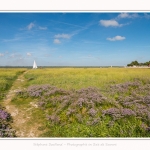 Lilas_de_mer_Cap_Hornu_25_07_2016_061-border