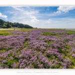 Lilas_de_mer_Cap_Hornu_25_07_2016_063-border
