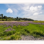 Lilas_de_mer_Cap_Hornu_25_07_2016_064-border