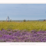 Lilas_de_mer_Cap_Hornu_25_07_2016_067-border