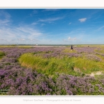 Lilas_de_mer_Cap_Hornu_25_07_2016_069-border