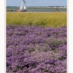 Lilas_de_mer_Cap_Hornu_25_07_2016_071-border